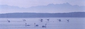 Chiemsee - Alpen - Schwaene